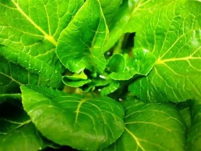 地元白鷹産「小松菜」